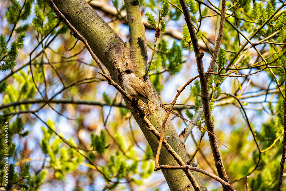 Gut getarnte männliche Mönchgrasmücke in der Zülpicher Börde