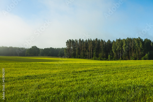 Green wheat field growing near forest  morning sun and mist