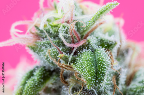 Obraz na płótnie Juice Man Cannabis Flower
