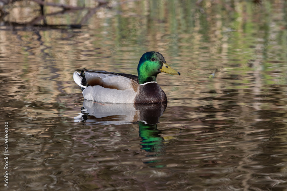 Fototapeta premium Stockente Erpel, drake mallard (Anas platyrhynchos)