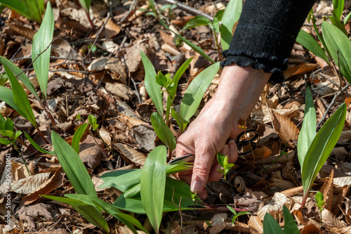 Harvesting wild garlic in the forest in early spring