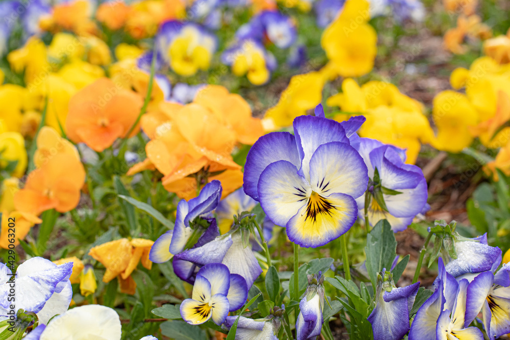 Viola Cornuta flower in spring white, blue violet, orange and yellow with sunrise drops Viola Cornuta flower in spring white, blue violet, orange and yellow with sunrise drops