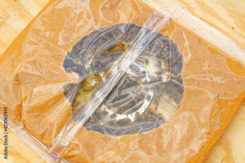 Carniolan honey bees eating the protein pollen-rich feed nutrition supplement patty put on the top of the deep supper brood part of the hive in early spring.