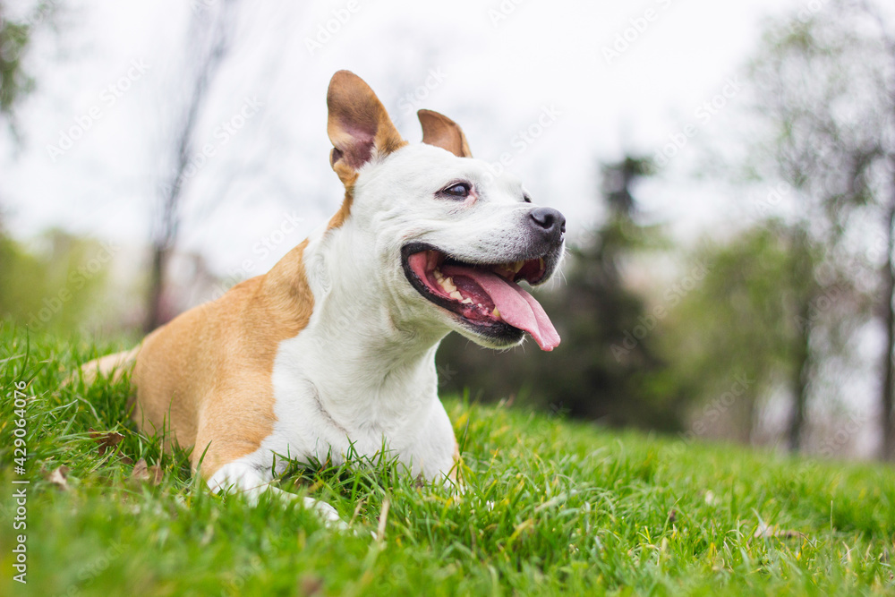 Friendly Dog having a big smile Friendly Dog having a big smile