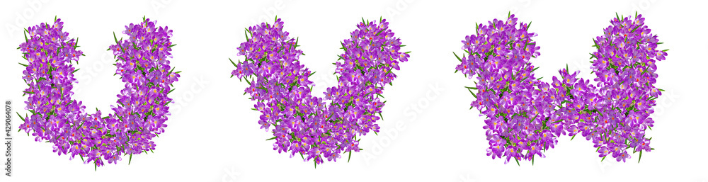 Fototapeta premium Letters U, V, W from lilac violets