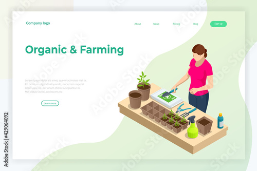 Isometric seedling transplanting process. Young vegetable seedlings of transplanting into peat pots using garden tools. Woman transplant seedlings. Seedlings in biodegradable pots.