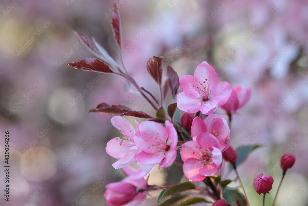 Pink apple blossom and leaves on a blurred background. Pink apple blossom and leaves on a blurred background.