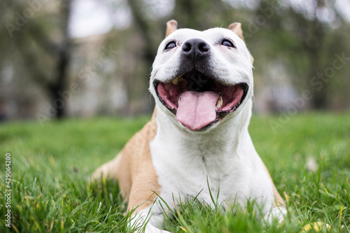 Friendly Dog having a big smile 