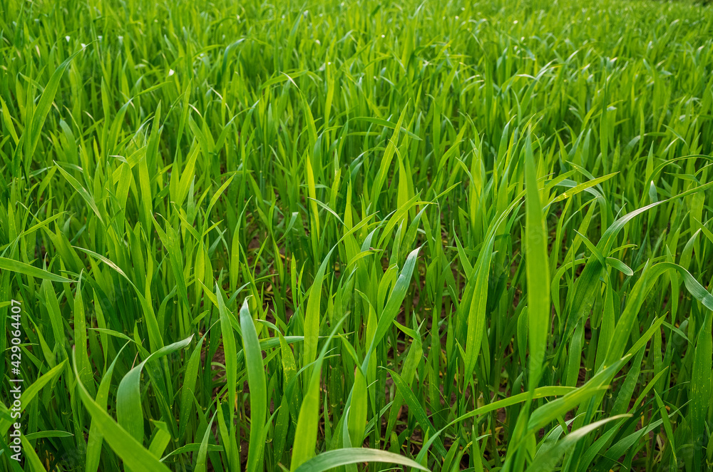 Winter wheat on an early frosty morning. Winter wheat on an early frosty morning.
