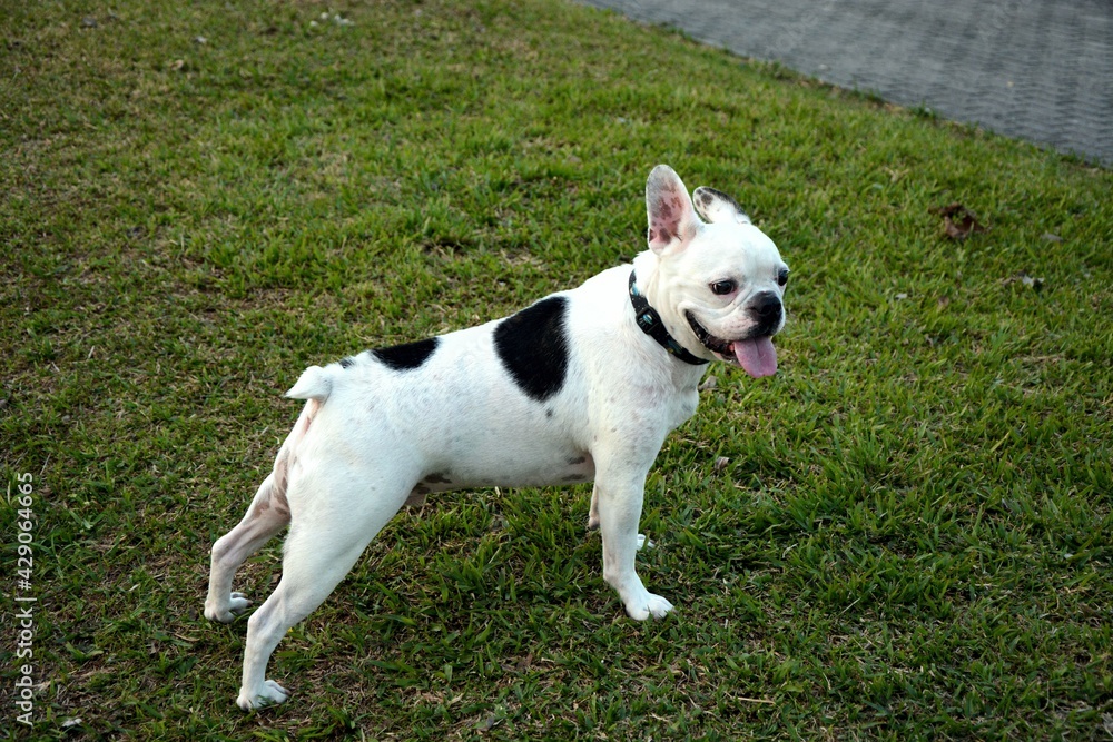 White bulldog with black spots.