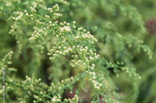Detail of the branch of artemisia annua in bloom. Medicinal plant photo