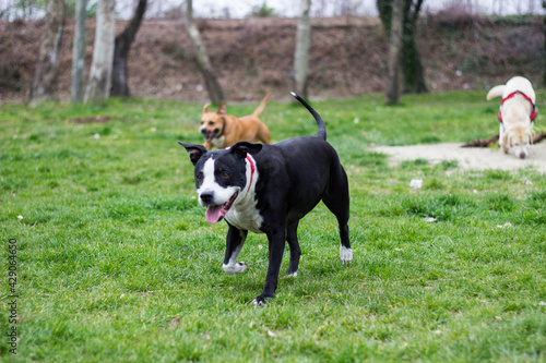 Three friendly happy dogs playing in summer park. Different dog breeds have fun together
