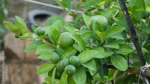 Wallpaper Mural Lime green tree hanging from the branches of it Torontodigital.ca