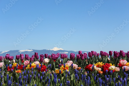 field of tulips and sky