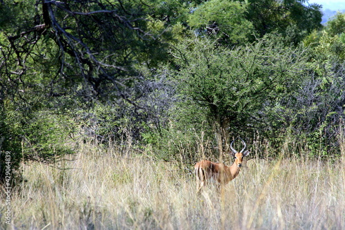 Front view of an impala in the wild nature (Aepyceros melampus)