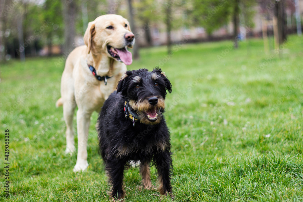 Two dogs spending time in the park. Labrador dog and small terrier