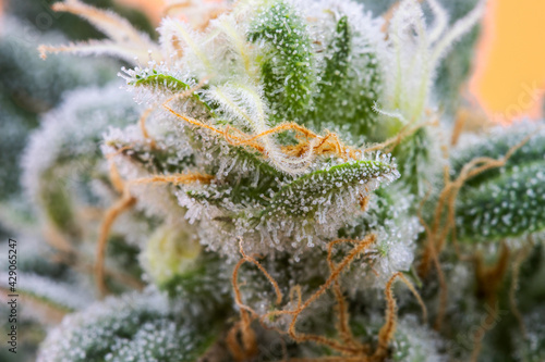 Cuadro en lienzo Macro Cannabis Flower