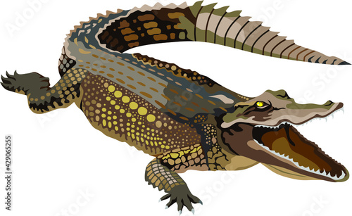 Crocodile Reptile Animal Vector Illustration
