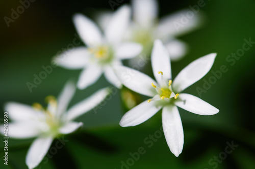 petal floral close-up out of focus on a beautiful dark green backdrop. blurred abstract background with white flowers. spring time © Marina Shvetsova