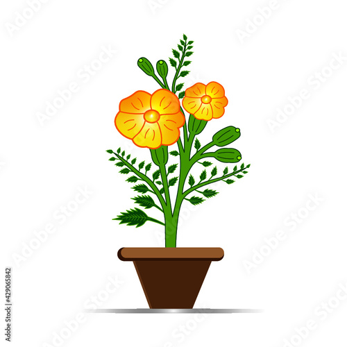 Marigold flower vector illustration