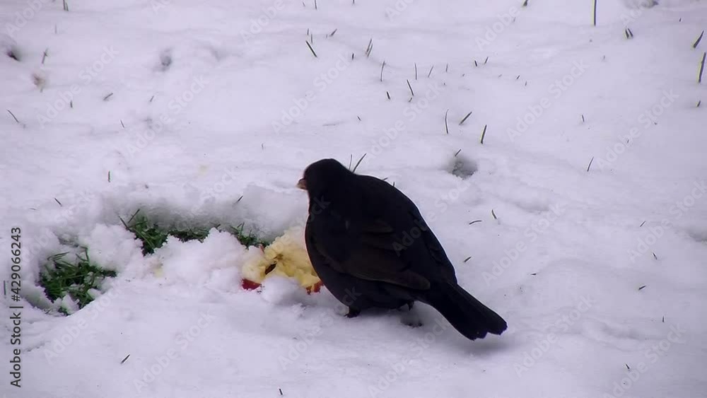 Das Amselmännchen im Schnee genießt einen Apfel