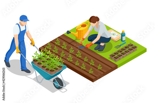 Isometric young vegetable seedlings of transplanting into peat pots using garden tools. Woman transplant seedlings. Seedlings in biodegradable pots, farmer with a wheelbarrow with seedling