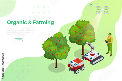 Isometric apple orchard, ripe fruits hanging on branch. Assembling the harvest of apples. Orange products. Organic Fresh Products, Premium Quality