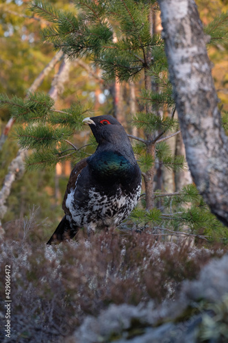 The western capercaillie in the evening photo