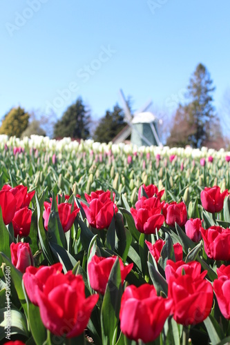 red and white tulips and a windmill
