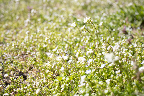 grass in spring