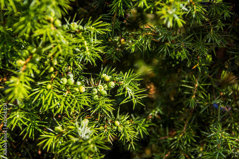 close-up of Juniperus communis branch with foliage and cones close-up of Juniperus communis branch with foliage and cones