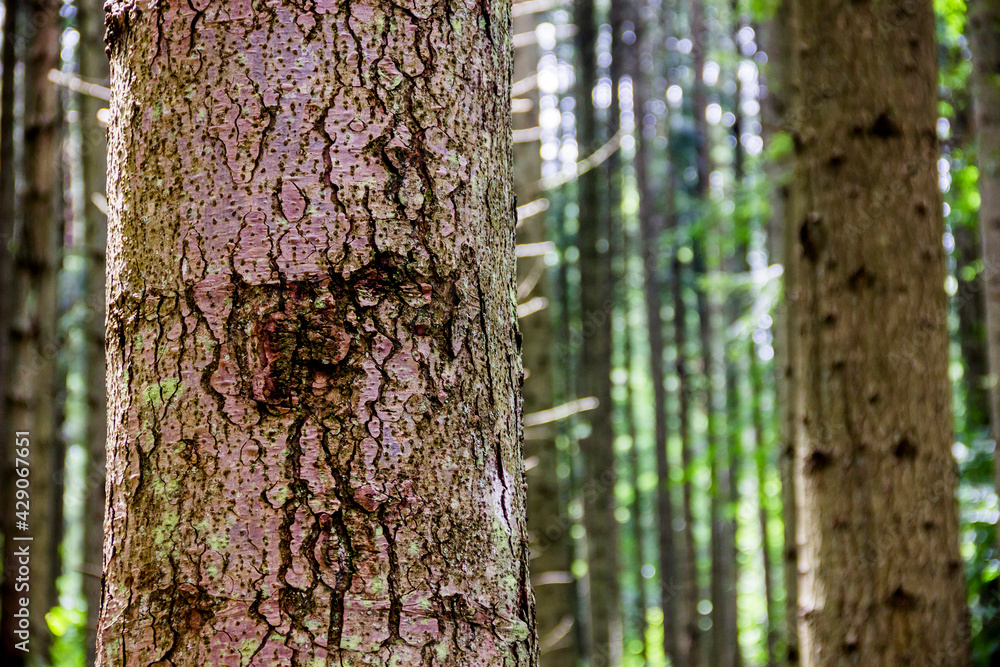 close-up textured bark of spruce tree close-up textured bark of spruce tree