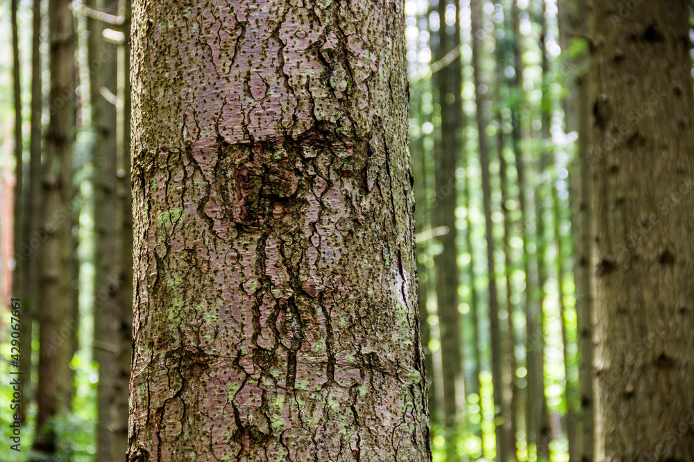 close-up textured bark of spruce tree close-up textured bark of spruce tree