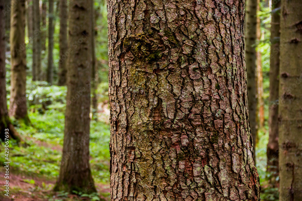 close-up textured bark of spruce tree