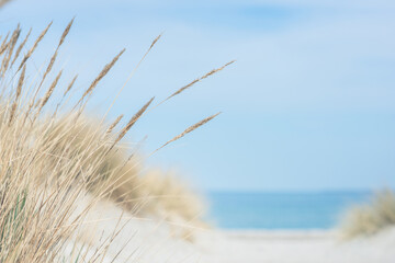 Leinwandbilder Dünen Ostseedünen vor blauer Küstenlandschaft  © spass