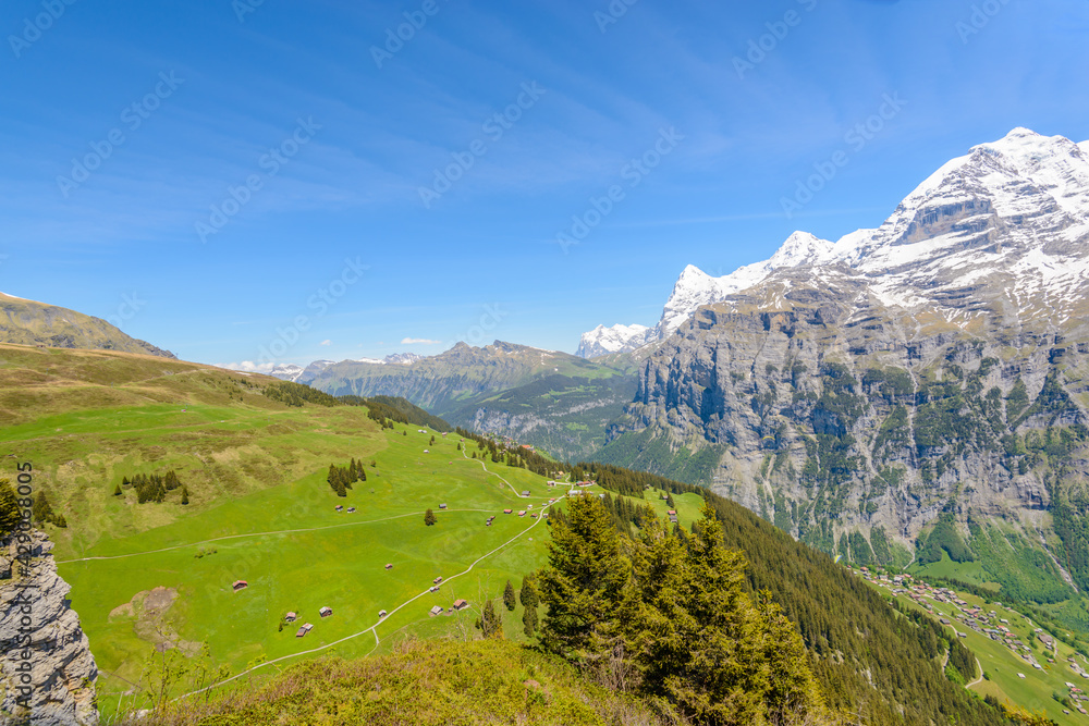 Obraz premium View of beautiful landscape in the Alps with fresh green meadows and snow-capped mountain tops in the background on a sunny day with blue sky and clouds in springtime.