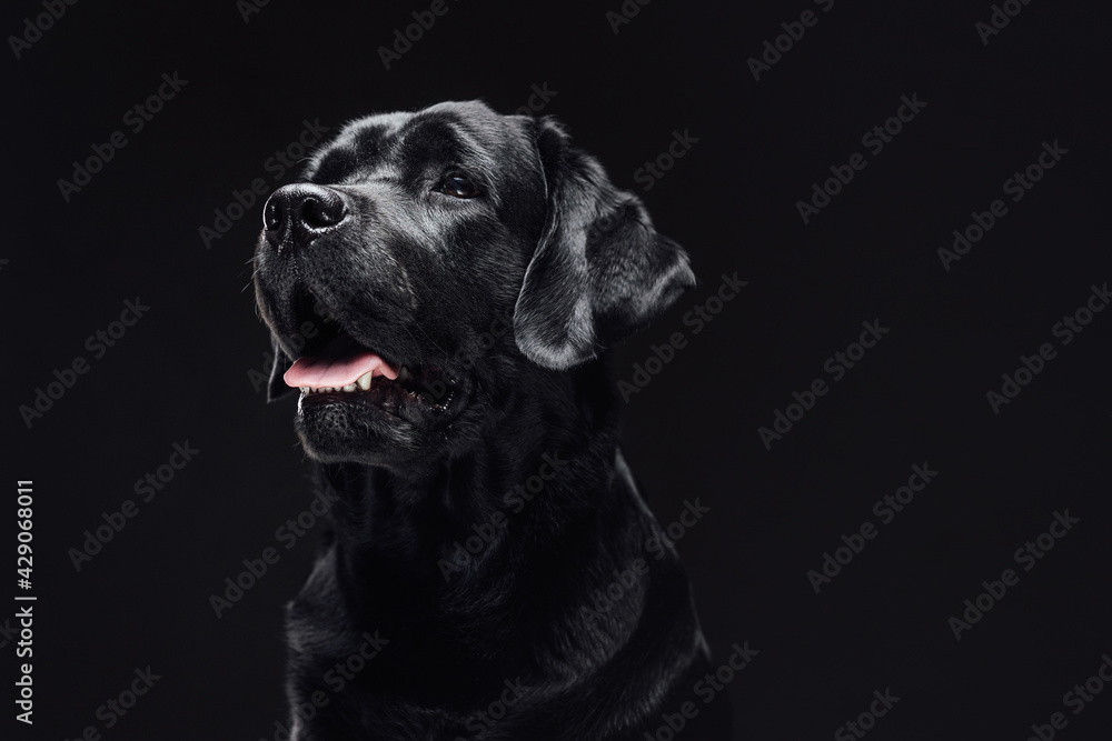Beautiful labrador retriever with shiny black fur in dark background