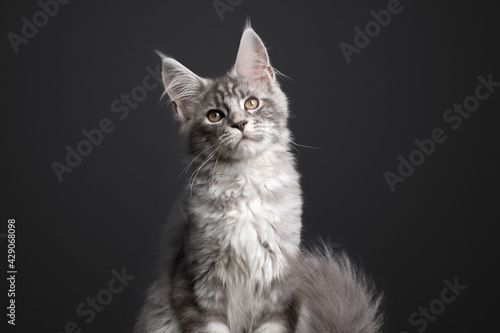 cute silver tabby maine coon kitten portrait on gray background with copy space