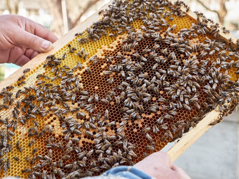 The bee frame is filled with honey, and bees in the hands of an experienced beekeeper. The bee frame is filled with honey, and bees in the hands of an experienced beekeeper.