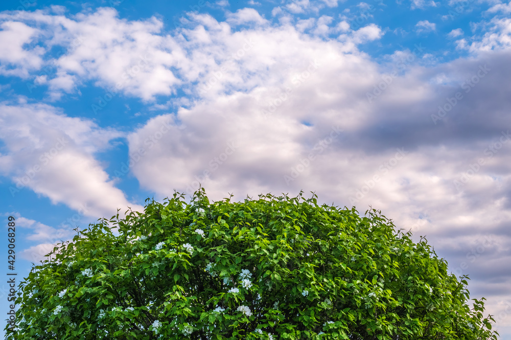Apple tree branches with white flowers on a background of blue cloudy sky. Apple tree branches with white flowers on a background of blue cloudy sky.