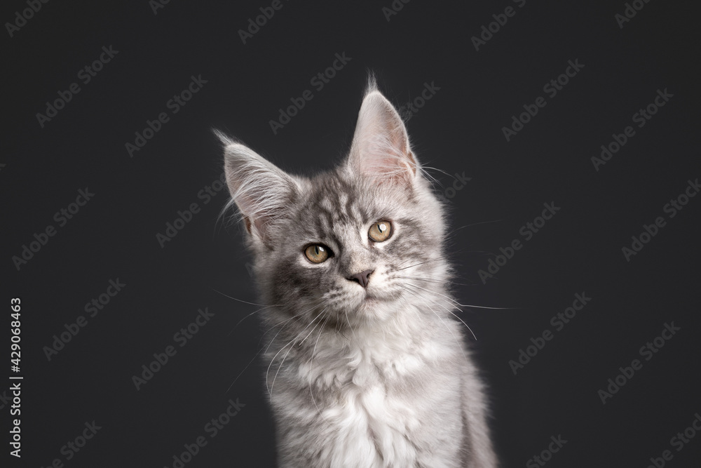 curious silver tabby maine coon kitten looking at camera on gray background