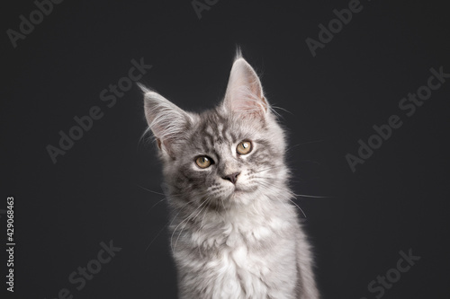 curious silver tabby maine coon kitten looking at camera on gray background © FurryFritz