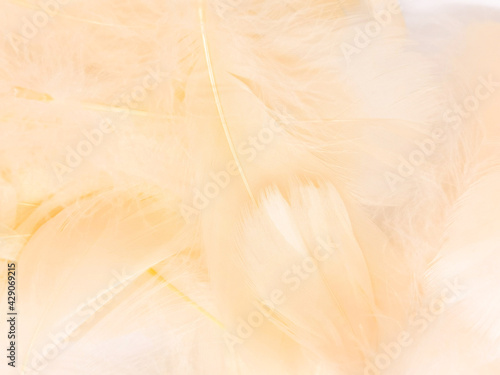 Beautiful abstract white and brown feathers on white background and soft yellow feather texture on white pattern and yellow background  feather background  gold feathers banners  brown texture