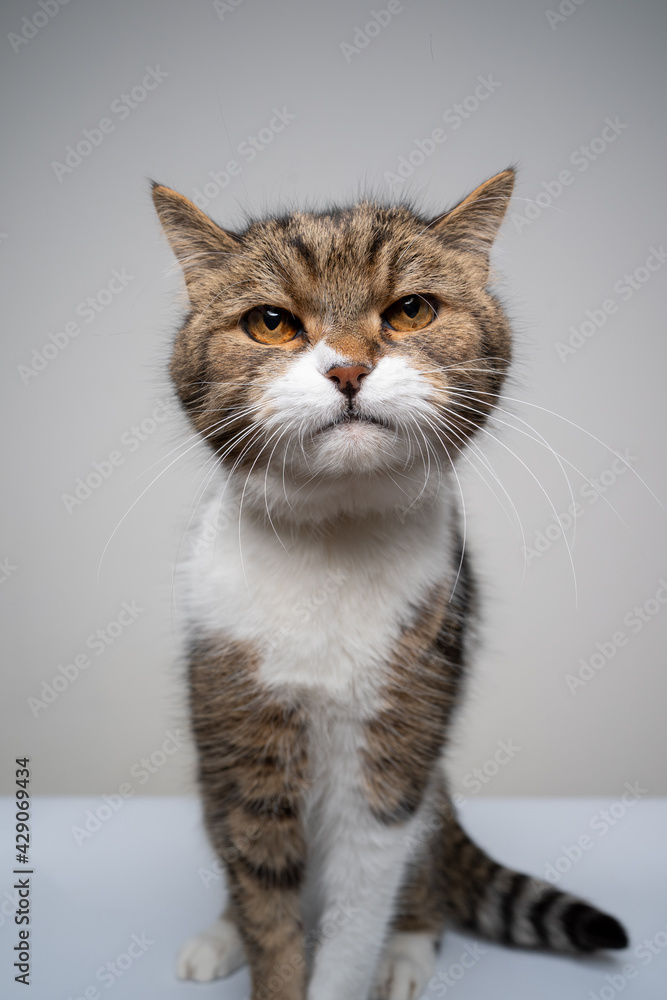 studio shot of a cute tabby white british shorthair cat sitting looking at camera making funny face