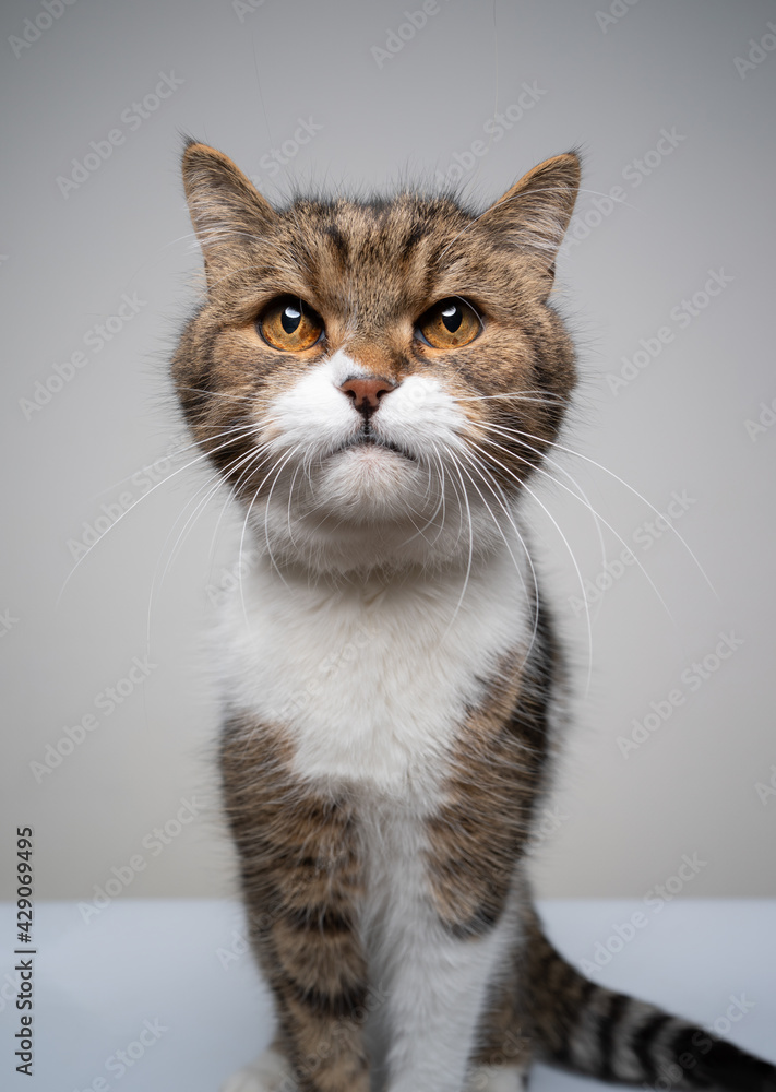 Obraz premium studio shot of a cute tabby white british shorthair cat sitting looking at camera