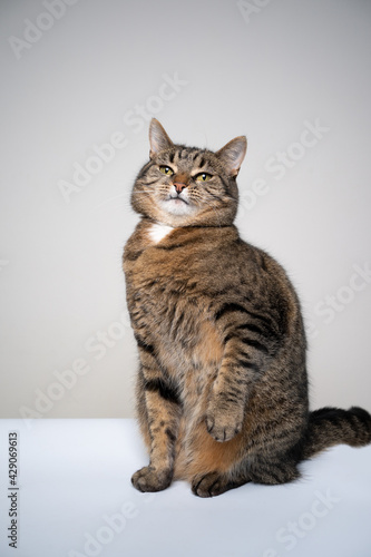 studio shot of a tabby cat looking suspicious making funny face