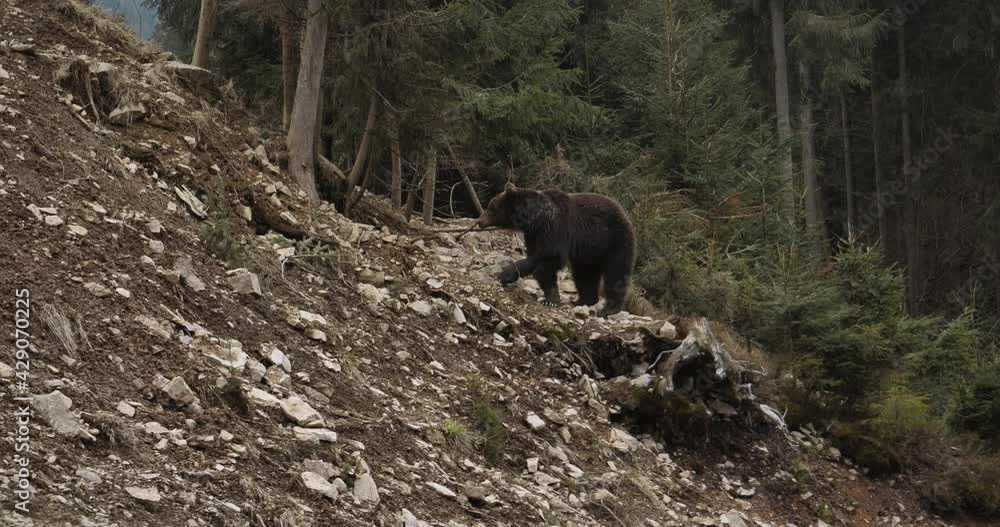 wild boar in the woods wild boar in the woods