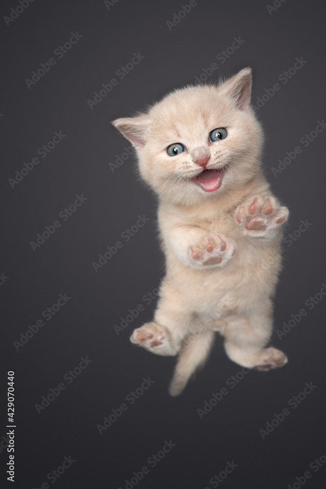 low angle view of a cream tabby british shorthair kitten meowing looking at camera