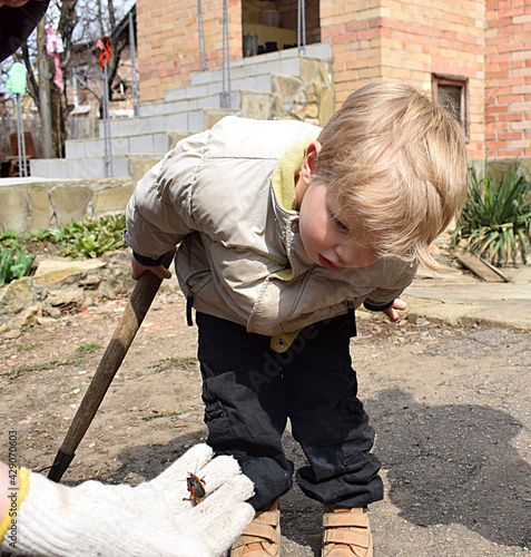 a little boy looks at the mole cricket