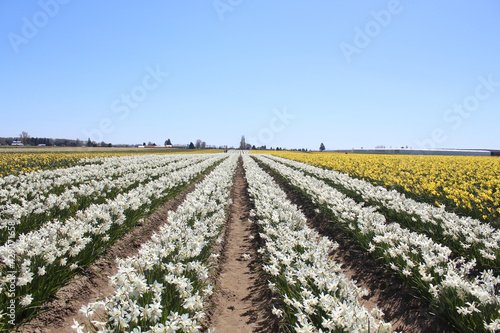 field of white and yellow flowers in spring